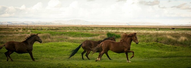 Horses running on a field in the andes Puno sierra Peru