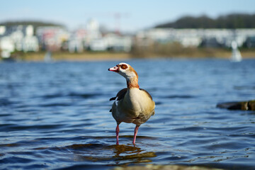 An Egyptian goose at a lake. The Egyptian goose belongs to the genus of semi-geese. It is of African origin and lives on lakes and rivers. The sun shines on the animal's body.