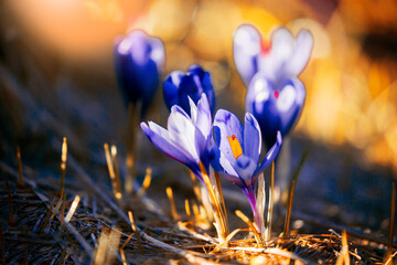 wild spring flowers, fantastic macro photo of crocuses (Saffron) on the meadow ...exclusive - this...