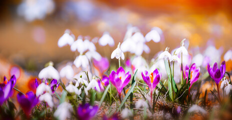 wild spring flowers, fantastic macro photo of crocuses (Saffron) on the meadow	