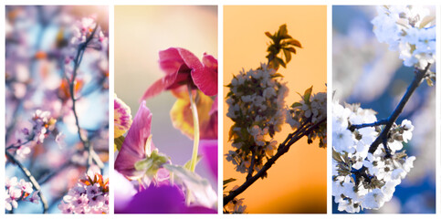 wonderful collage from 4 image  of blooming flowers and trees at springtime ...exclusive - this...