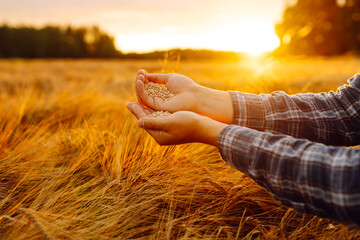 Man pours wheat from hand to hand on the background of a wheat field. arvesting. Agro business.