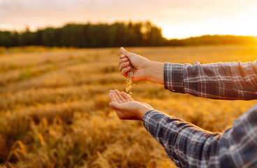 Man pours wheat from hand to hand on the background of a wheat field. arvesting. Agro business.