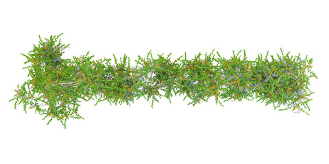 Fototapeta premium Cutout creeper plants .Climbing plant in summer isolated on white background.top view