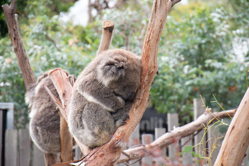 Koala sleeping in a tree