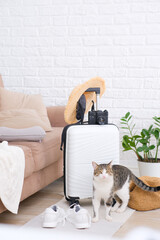 Animal at home. Cat is near Closed white suitcase full of clothes, shoes and summer accessories for travelling on floor in living room.