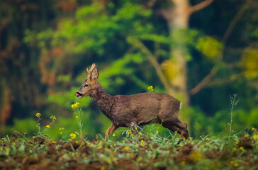 young roebuck deer in the forest