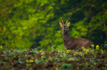 young roebuck deer in the forest