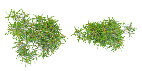 From top view of Creeper plants isolated on white background