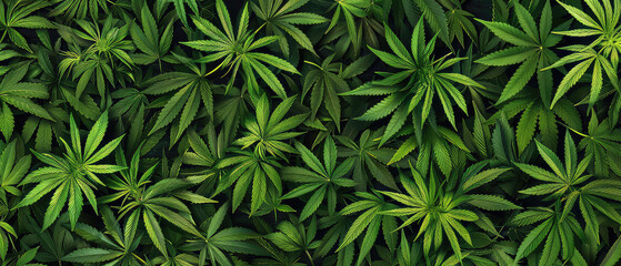Dense cannabis sativa plant leaves top view