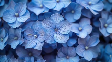   A cluster of blue blossoms surrounded by more blue blossoms