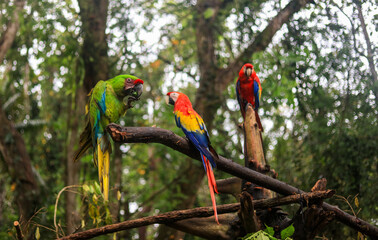 Bunte Ara Vögel, Costa Rica