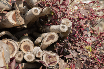 Choped branches of a fallen tree on a pile