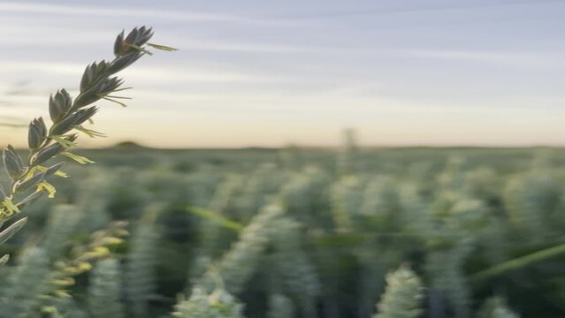 wheat field at sunset