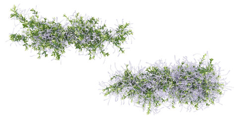 Obraz premium Isolated creeper leaves in 3d rendering on white background from top view