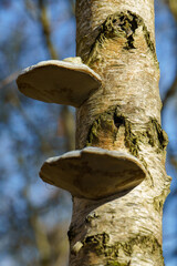 Ganoderma lucidum - whole fruiting body on tree (Reishi, Ganoderma) - immunity and cholesterol