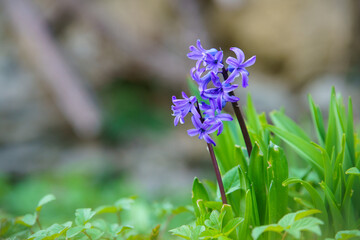 blue hyacinth flower