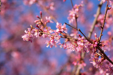 Prunus campanulata bellflower cherry okame flowering early spring ornamental tree, beauty small like bell pink flowers in bloom