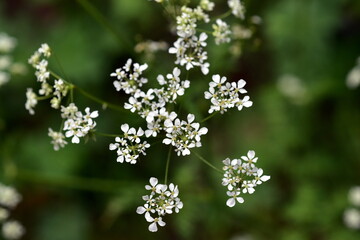 Nahaufnahme von Wiesenkerbel-Blüten