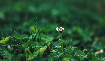 close up of a flower