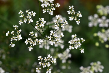 Nahaufnahme von Wiesenkerbel-Blüten