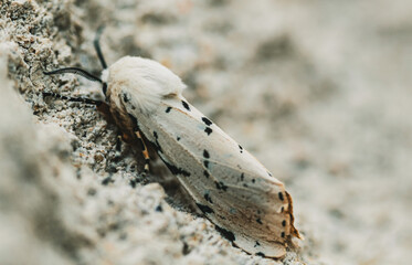 white moth on a white background