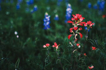 indian paint brush in front of blue bonnets