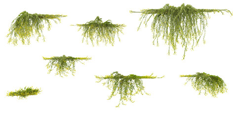 Set of various creeper plants, isolated on transparent background. 3D render.Top view © Saifstock