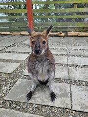 Fototapeta premium kangaroo close-up