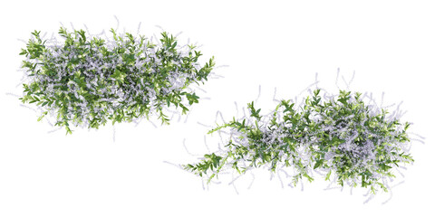 Obraz premium Top view of creeper isolated in 3d rendering. Beauty plant png