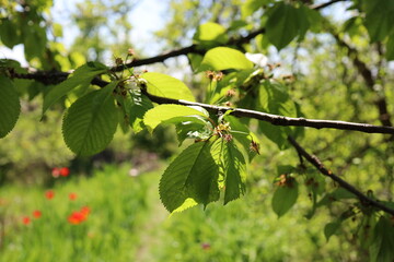 A close-up of a cherry tree branch adorned with lush green leaves