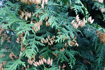 Buds on the thuja tree at the end of summer