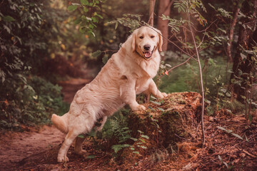 golden retriever stands with his front paws on a stump and looks at the camera