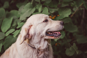 face of a golden retriever in profile against a background of dark foliage
