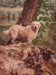 golden retriever stands on the shore of a pond and looks seriously at the camera