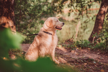 golden retriever sits under a tree and looks to the side in patches of sunlight