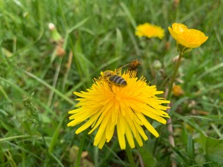 dandelion on grass