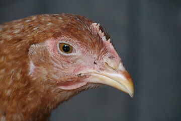 Close up of a Phasianidae birds head with a yellow beak