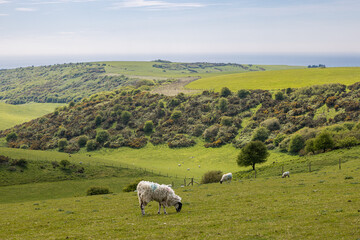 Obraz premium A rural South Downs view with grazing sheep in springtime