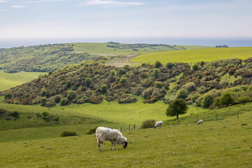 A rural South Downs view with grazing sheep in springtime