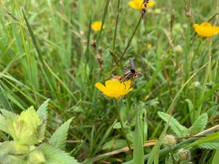 butterfly on yellow flower