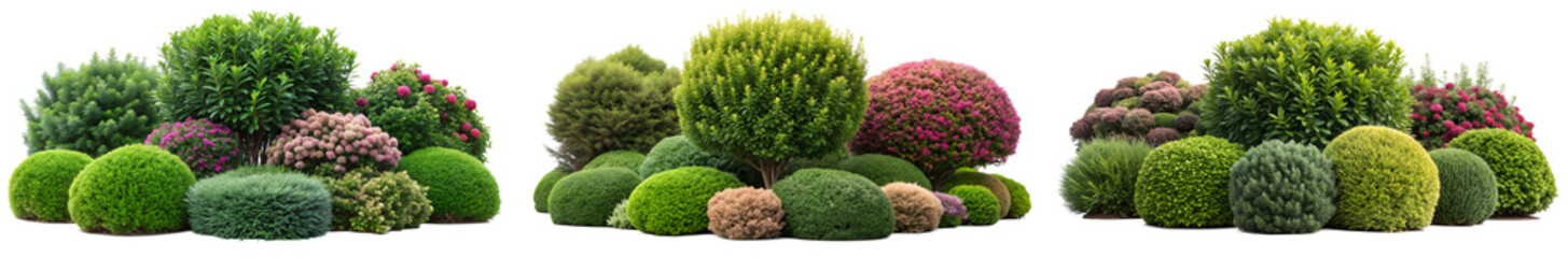 shrubs and bushes for garden, park, and outdoor design . landscaping flowers and lush foliage.  isolated on white transparent background cut-out, clipping path ,