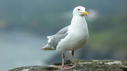 bueatiful bird picture seagull on a rock