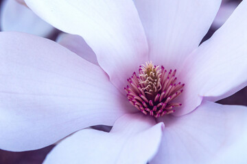 Close-up of a large white magnolia flower.