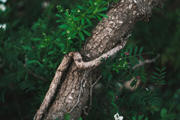 old bark and new spring leaves