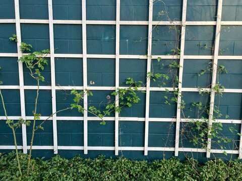 Flower trellis wall garden decoration blue brickwork texture background