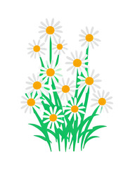 Daisies