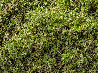 Lush Green Thyme Ground Cover. background, texture