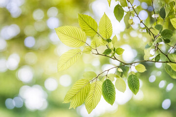Sunlit Green Leaves. background, texture