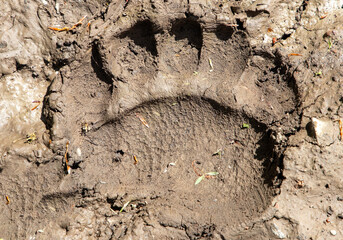 Close-up with a large bear track in the mud